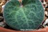 Tylecodon singularis チレコドン・シングラリス image_2