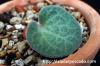 Tylecodon singularis チレコドン・シングラリス image_3
