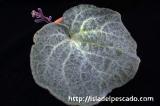 Tylecodon singularis チレコドン・シングラリス