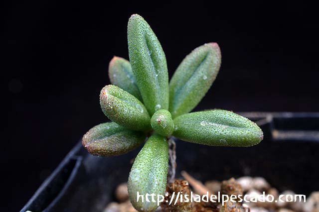 isla del pescado-多肉植物-塊根植物-Tylecodon sulphureus