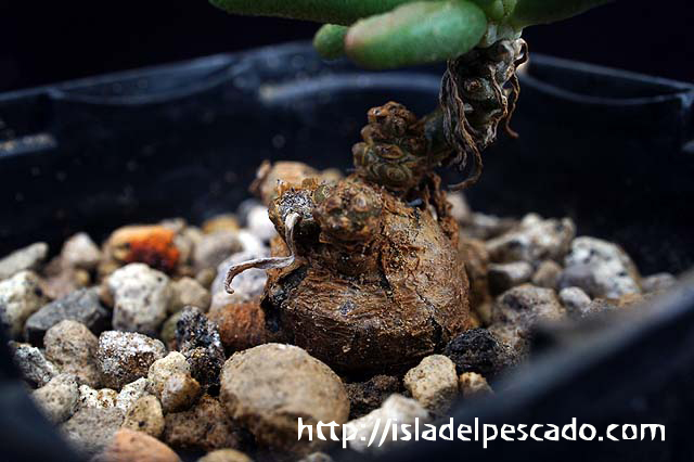 塊根植物　ブルセラ　スコレッチテンダリ 塊根植物 ブルセラ スコレッチテンダリ 塊根植物 ブルセラ スコレッチ