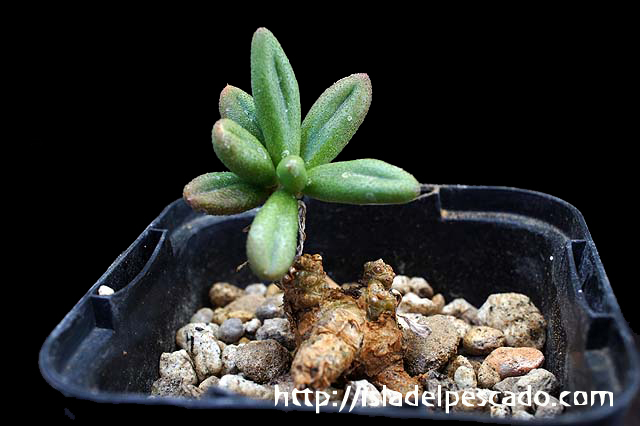 isla del pescado-多肉植物-塊根植物-Tylecodon sulphureus