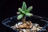 Tylecodon sulphureus チレコドン・スルフレウス