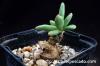 Tylecodon sulphureus チレコドン・スルフレウス image_2