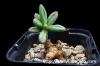Tylecodon sulphureus チレコドン・スルフレウス image_5
