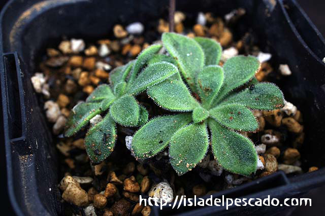 Tylecodon tuberosus チレコドン ツベローサス