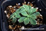 Tylecodon tuberosus チレコドン ツベローサス