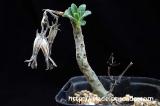 Tylecodon viridiflorus チレコドン・ビリディフローラス