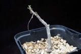 Tylecodon viridiflorus チレコドン・ビリディフローラス