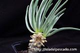 Tylecodon wallichii 奇峰錦