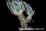 Tylecodon wallichii 奇峰錦