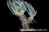 Tylecodon wallichii 奇峰錦 image_1