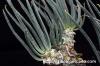 Tylecodon wallichii 奇峰錦 image_3