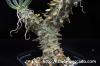 Tylecodon wallichii 奇峰錦 image_4