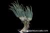 Tylecodon wallichii 奇峰錦 image_5